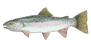 Rainbow Trout